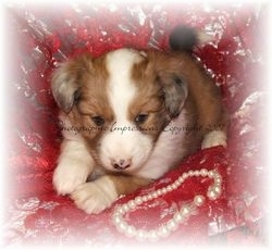 Close up front side view - A brown with white Shel-Aussie puppy is laying on a pillow and it is looking forward. Its body is mostly tan with a white stripe down its forehead to its snout, its chest and tips of its paws.
